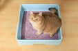 SOYA Organic Cat Litter Lavander