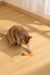 CHARMY Catnip Toy - FIREFLY Orange
