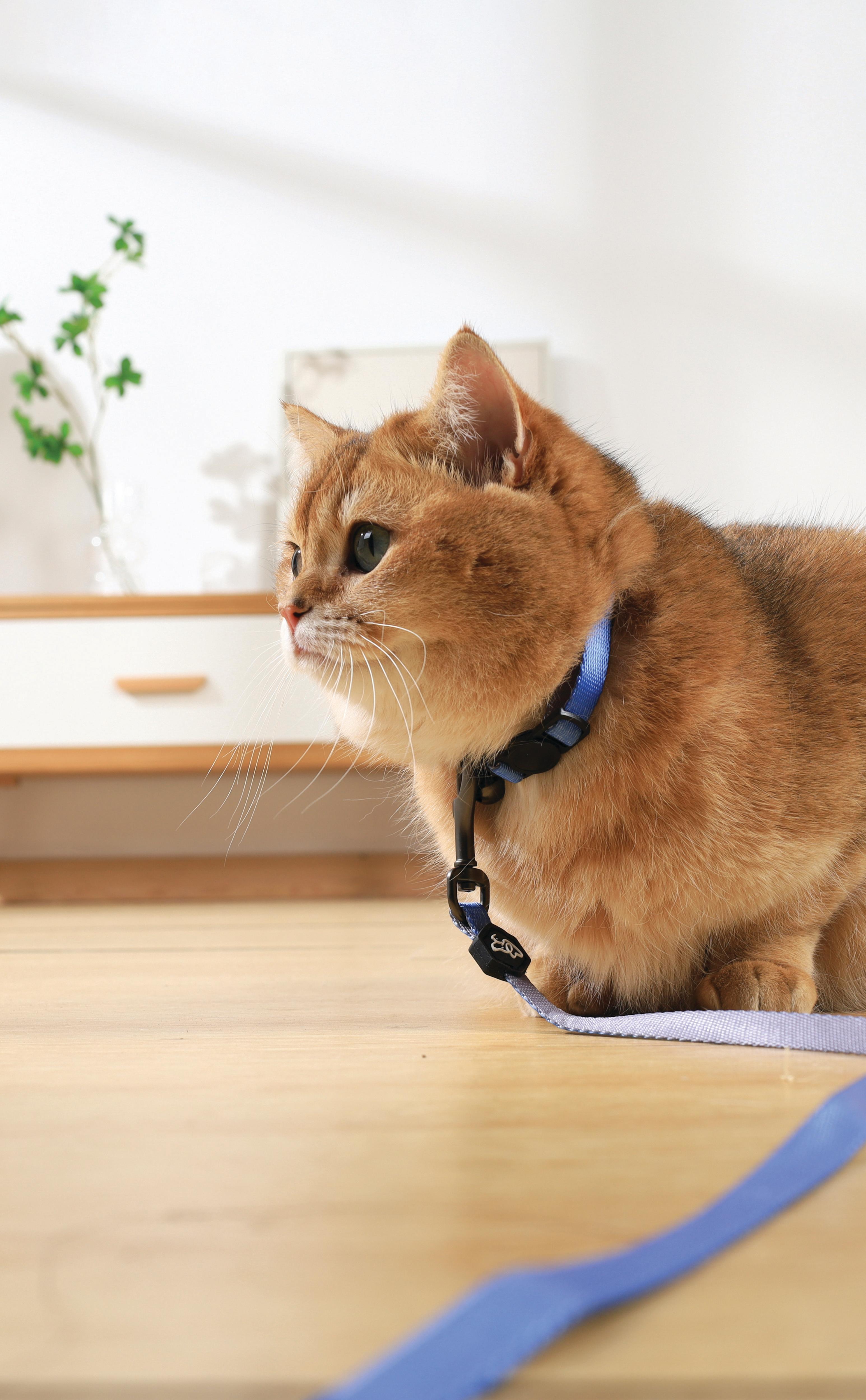 GENTLE CAT Collar Azure Blue
