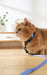 GENTLE CAT Collar Azure Blue