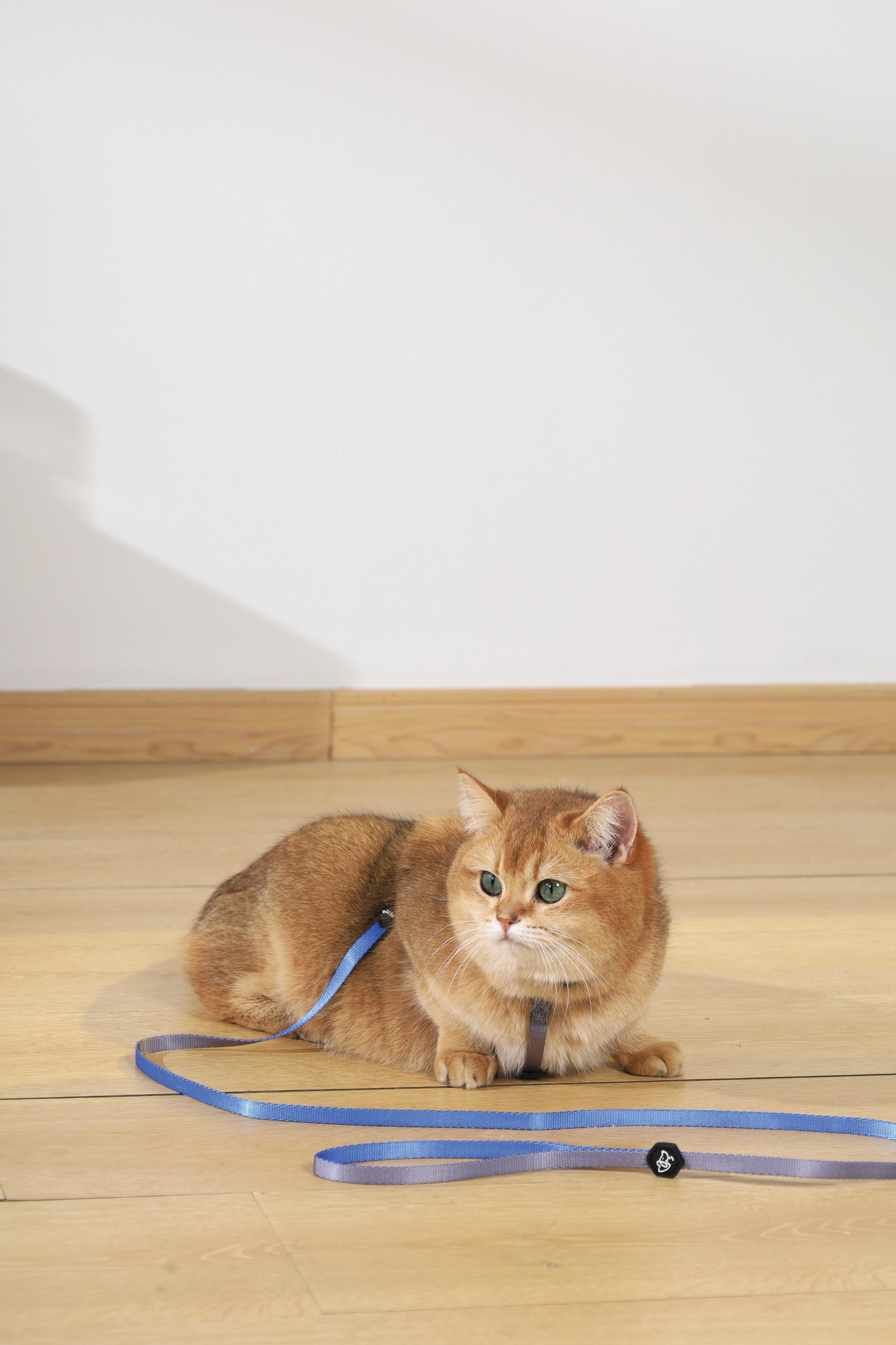 GENTLE CAT Collar Azure Blue