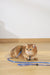 GENTLE CAT Collar Azure Blue