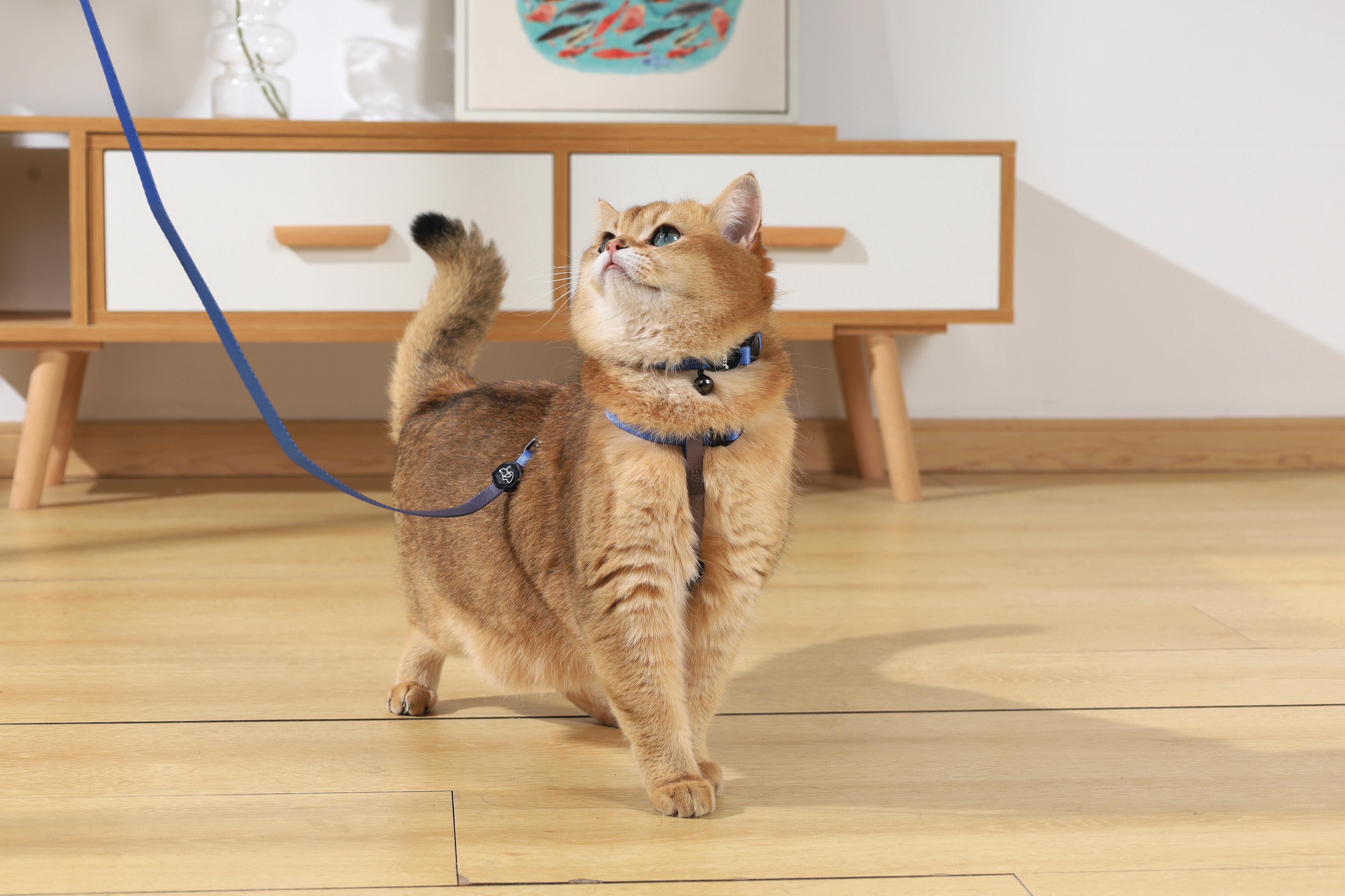 GENTLE CAT Collar Azure Blue