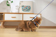 GENTLE CAT Collar Azure Blue