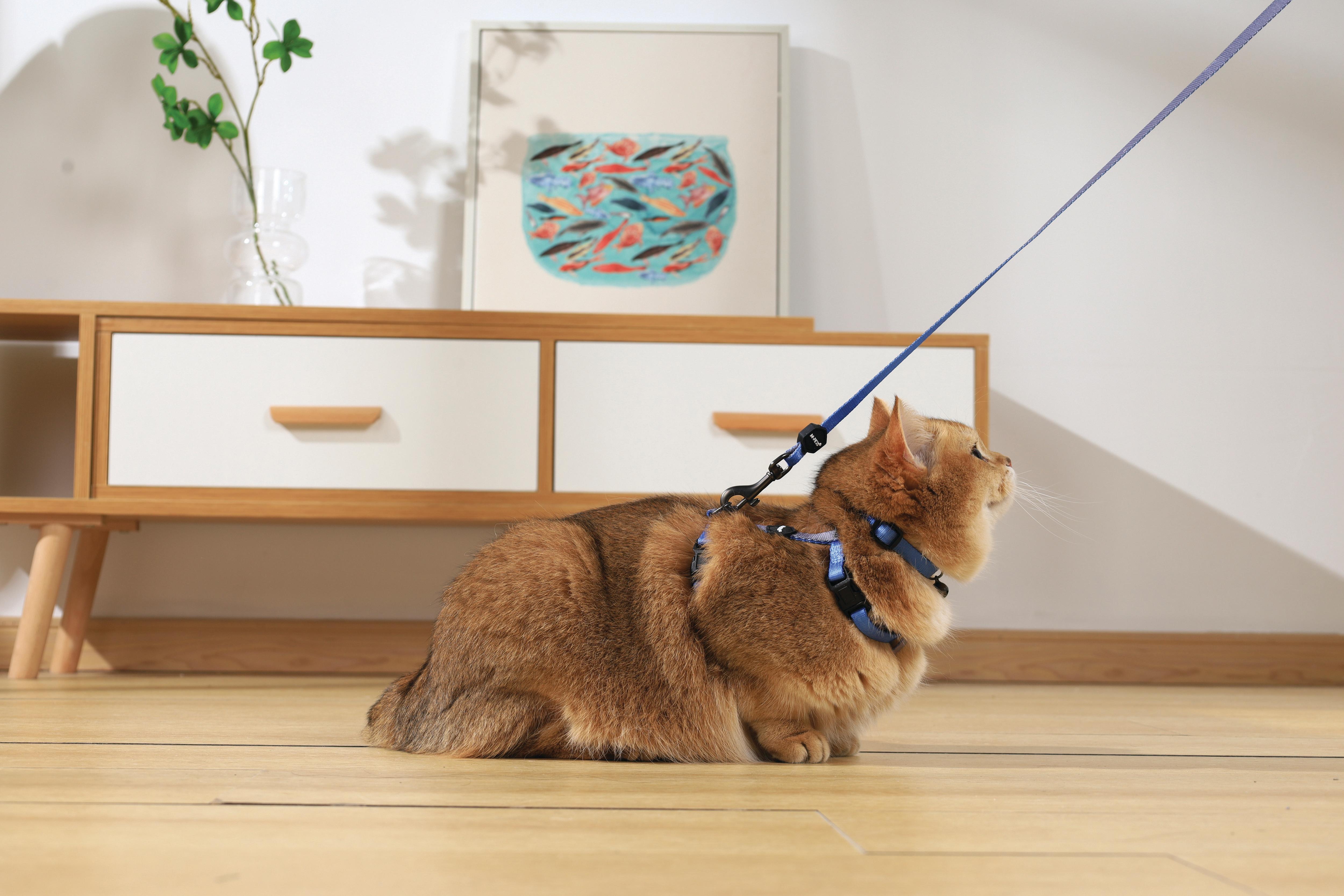 GENTLE CAT Collar Azure Blue
