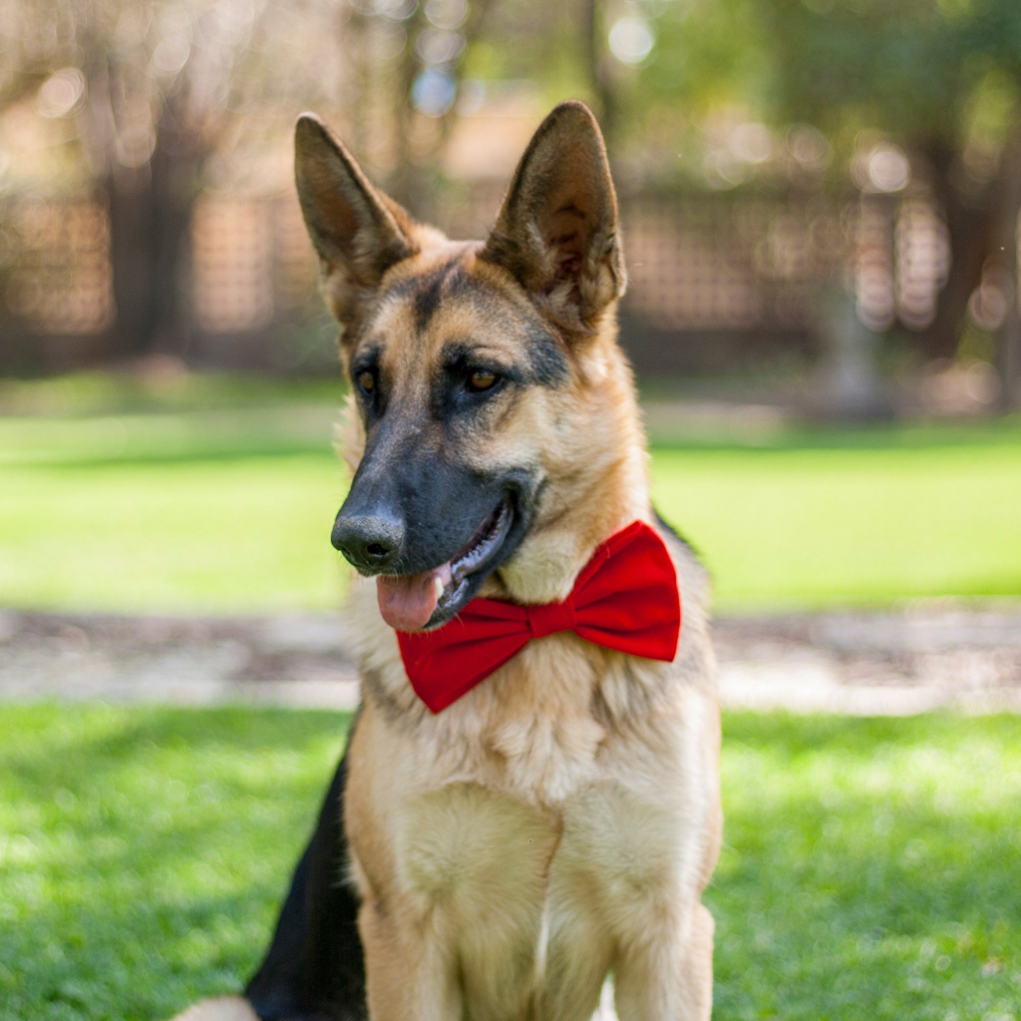 Collar de Corbata de Moño Rojo para Perro de Jack Pet Style