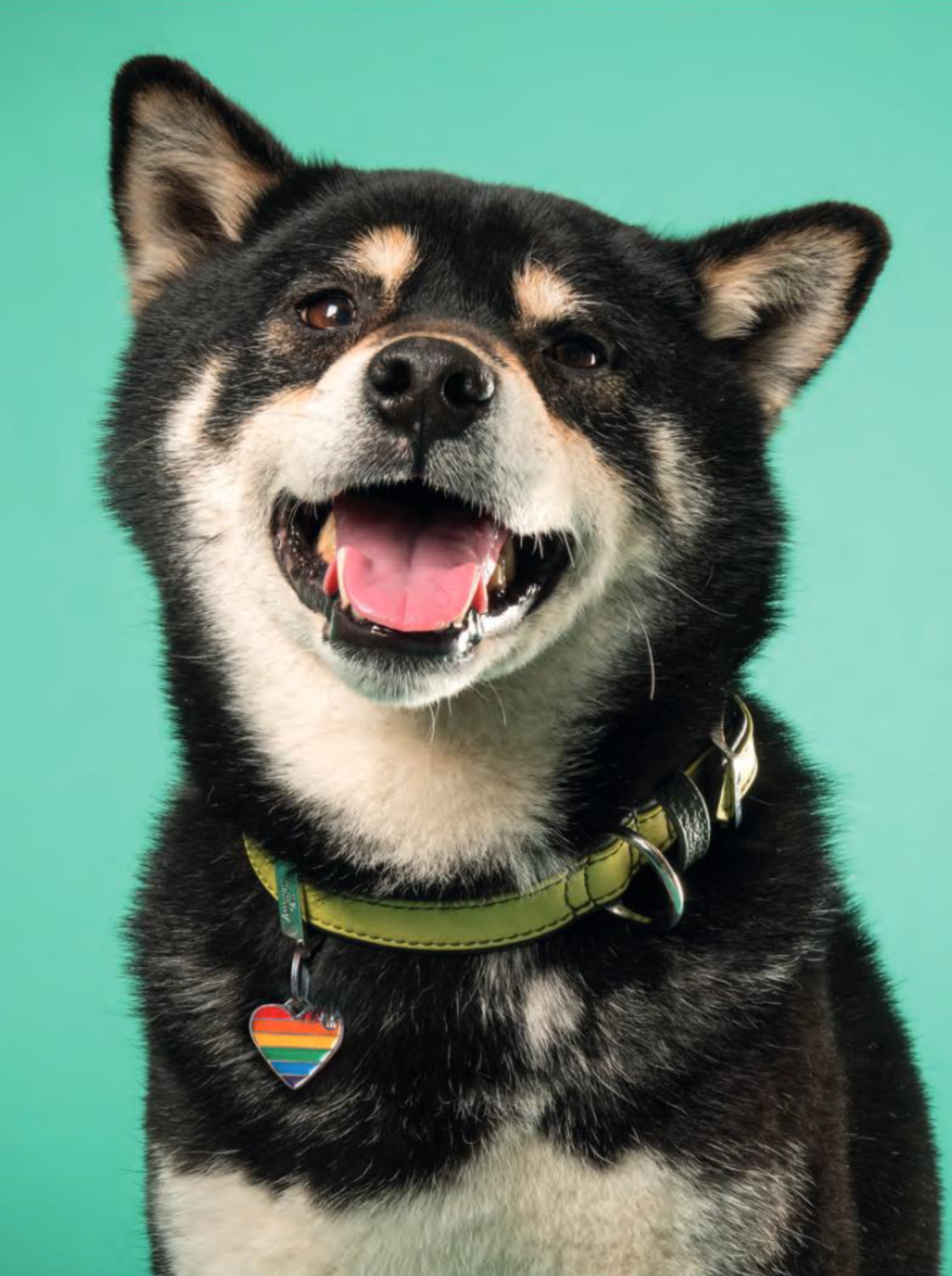 Placa ID Arco Iris Chica en Forma de Corazon para Perros