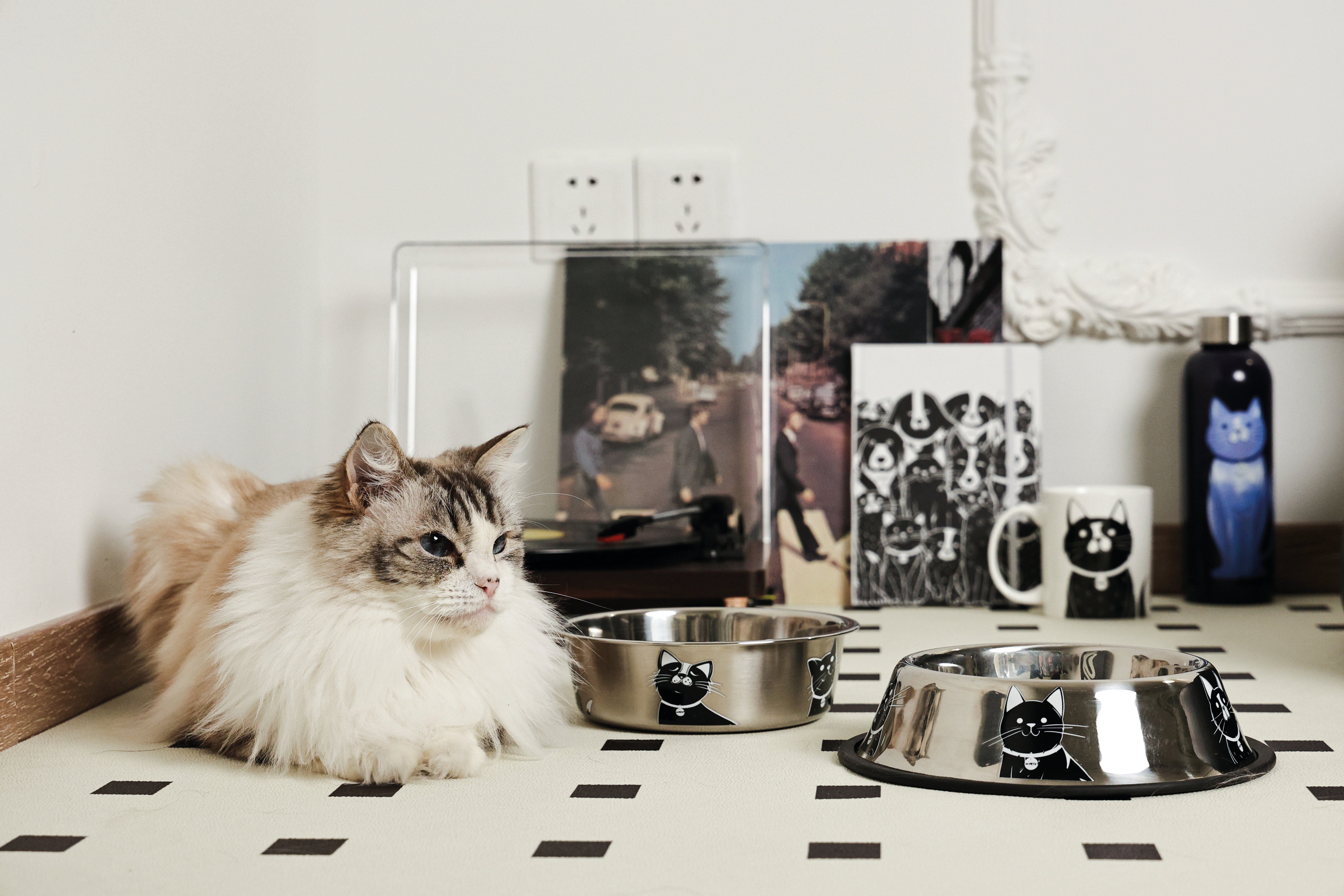 Bowl de Acero Inoxidable PETJOY CatFamily para Gatos | M‑PETS®