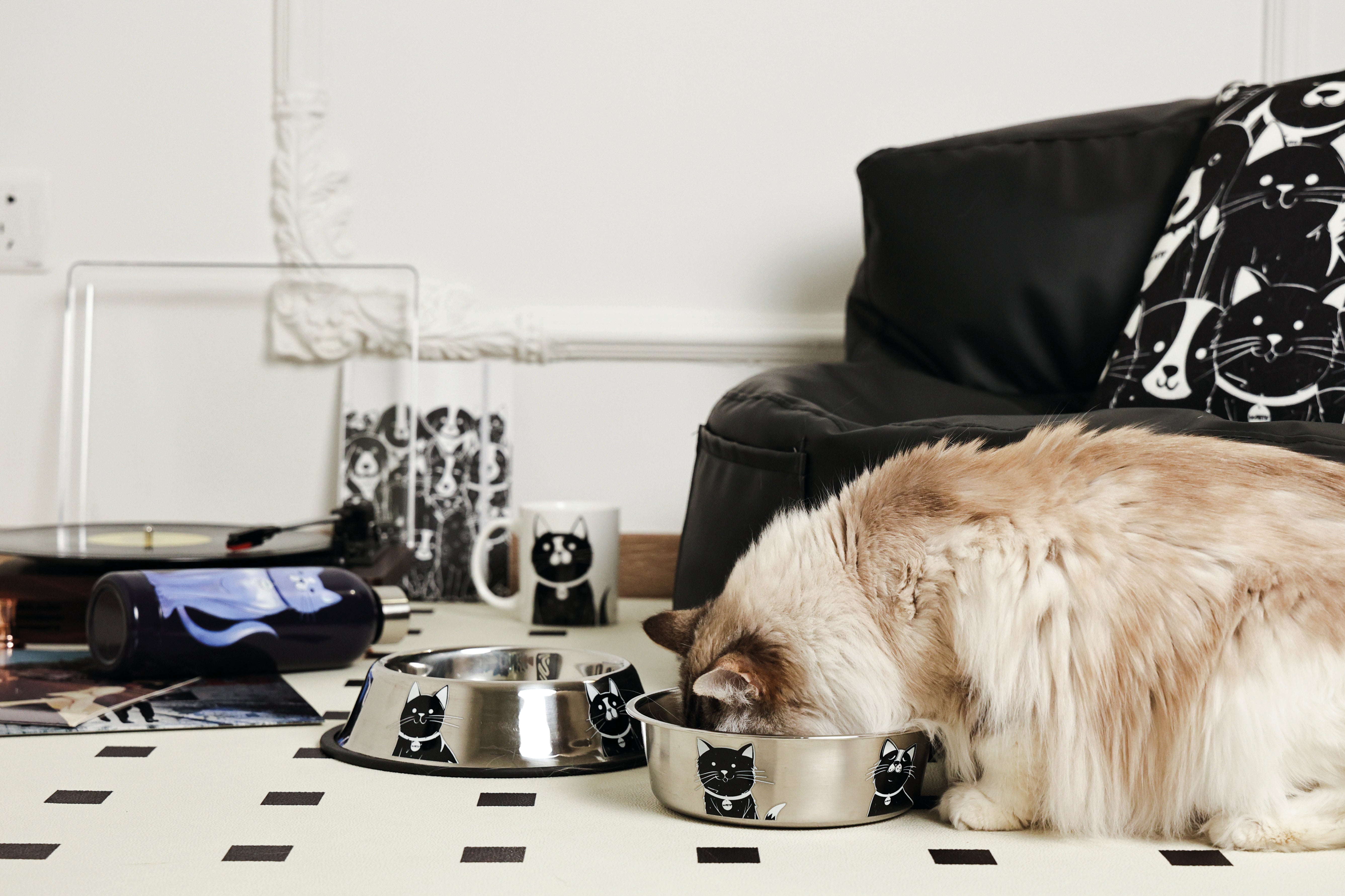 Bowl de Acero Inoxidable PETJOY CatFamily para Gatos | M‑PETS®