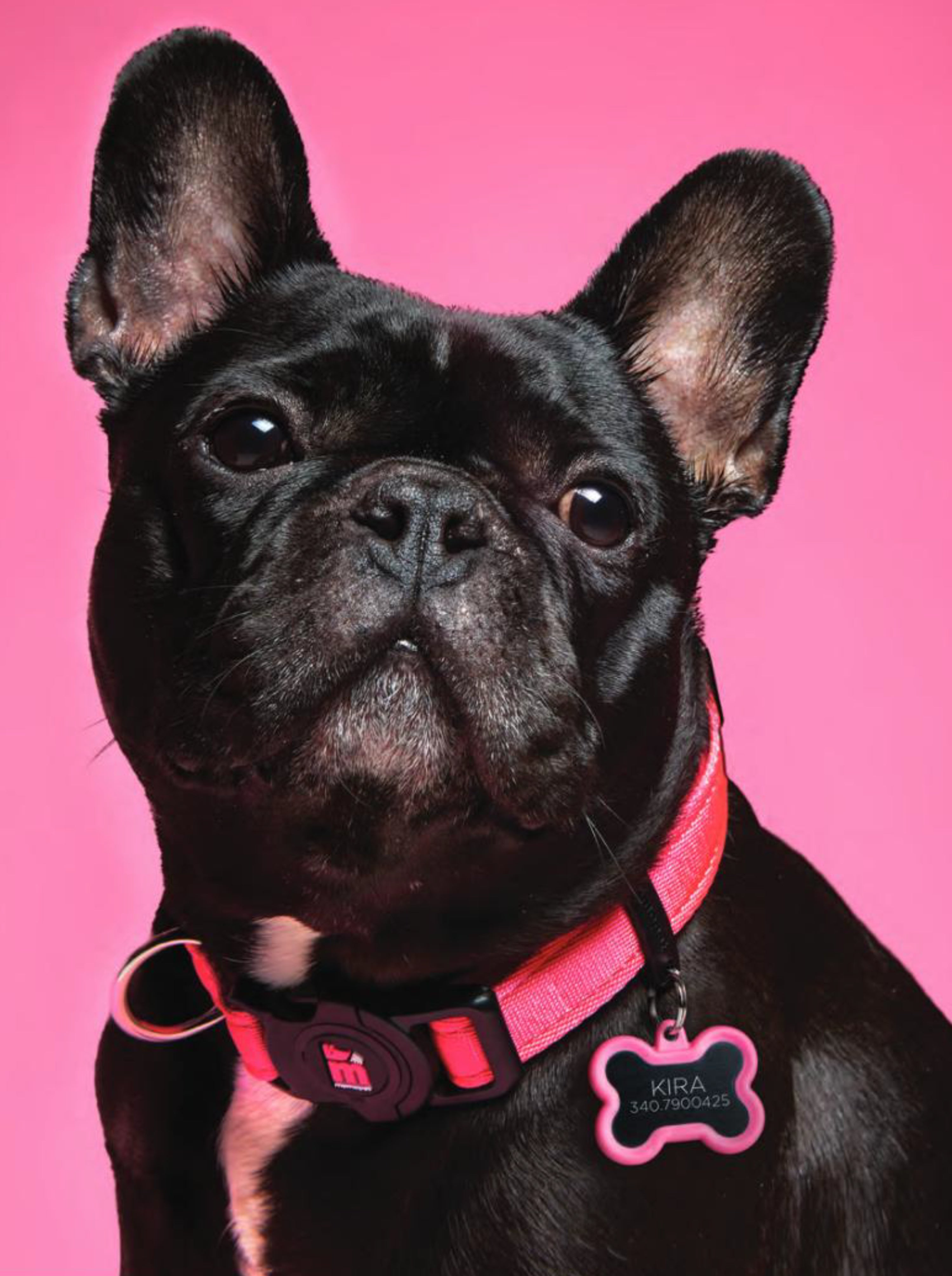 Placa ID Silenciosa de Aluminio Extra Grande Rosa en Forma de Hueso para Perros