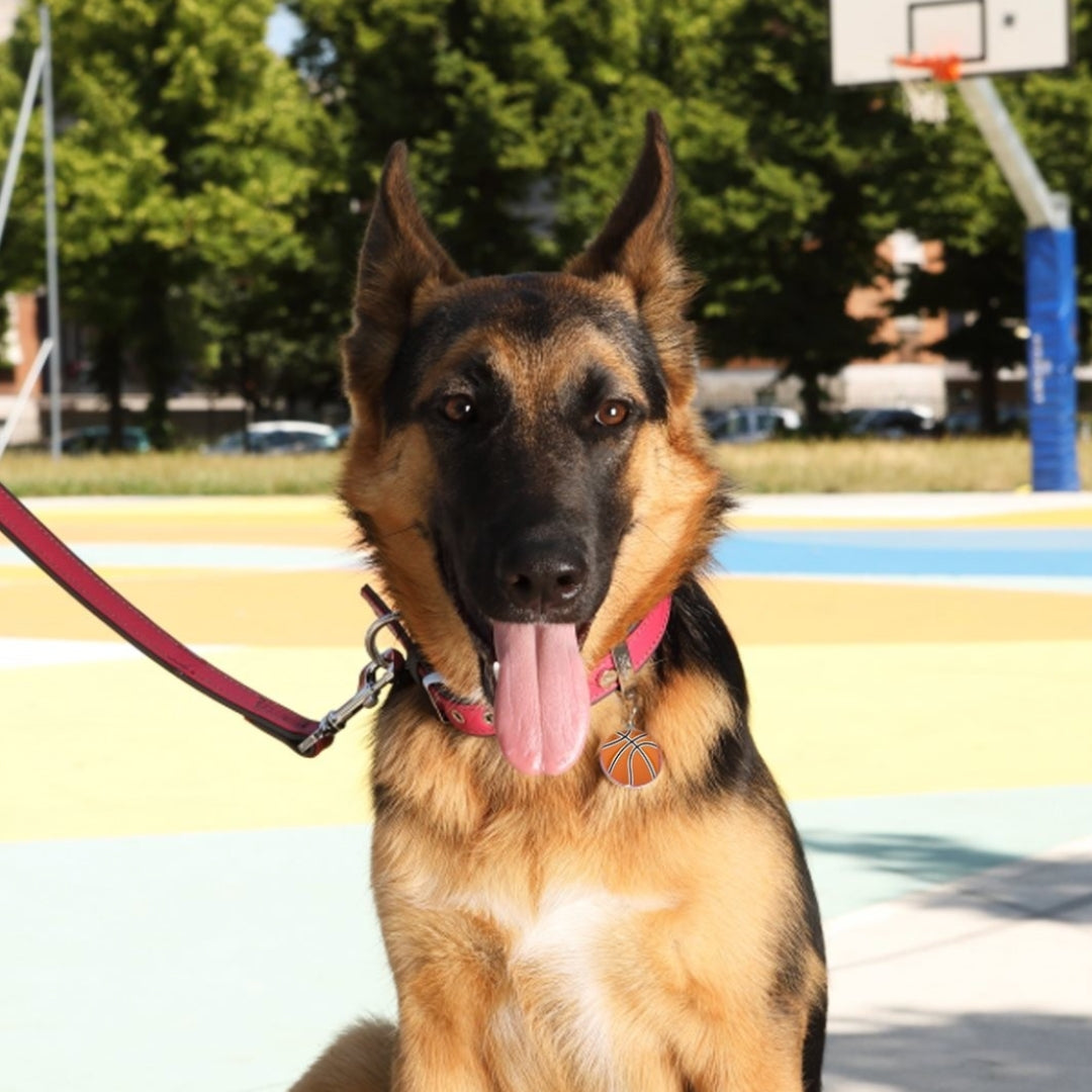 Placa ID en Forma de Balon de Basketball para Perros