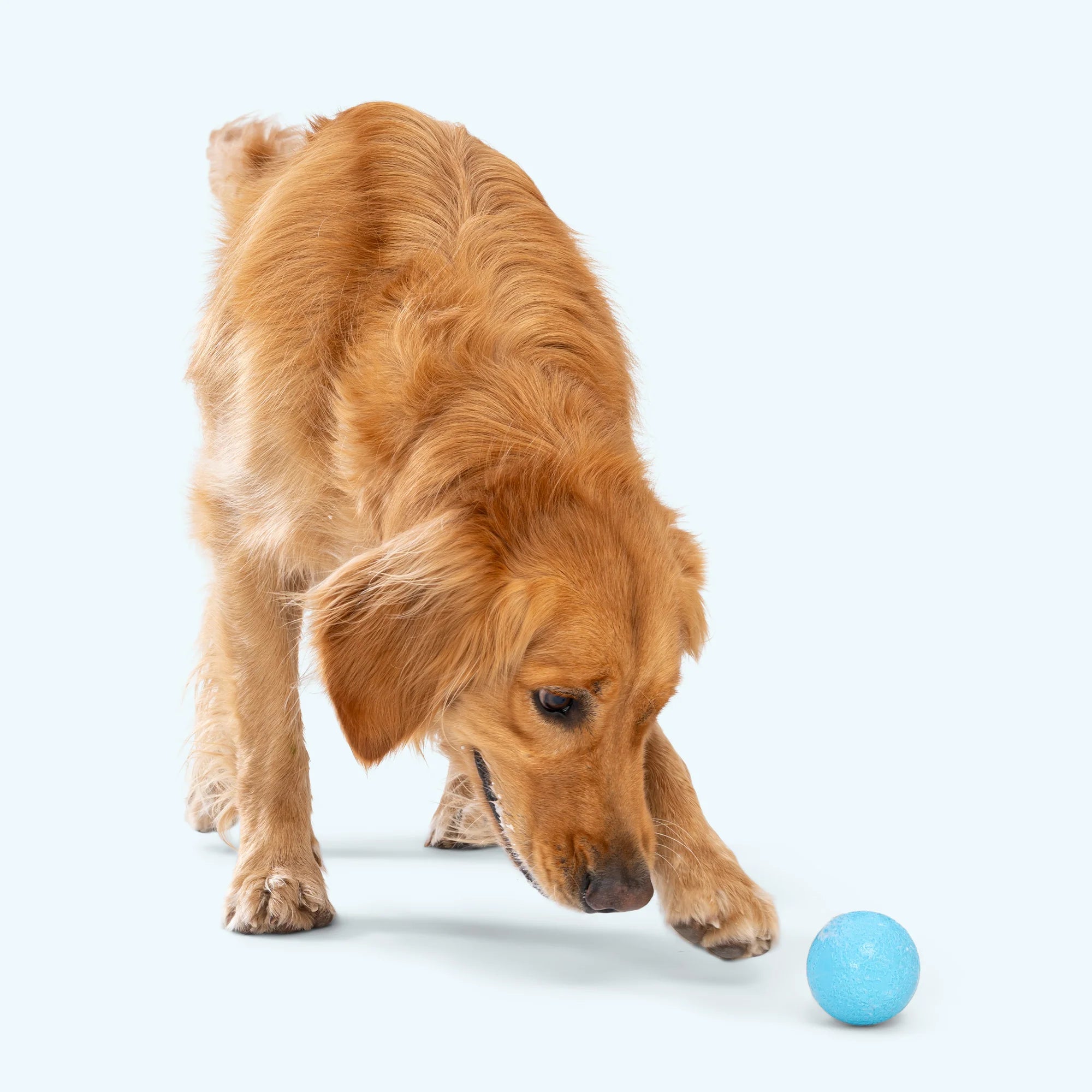 Boundr Glow de West Paw® Tamaño Grande – Pelota Squishy que Brilla en la Oscuridad para Perros