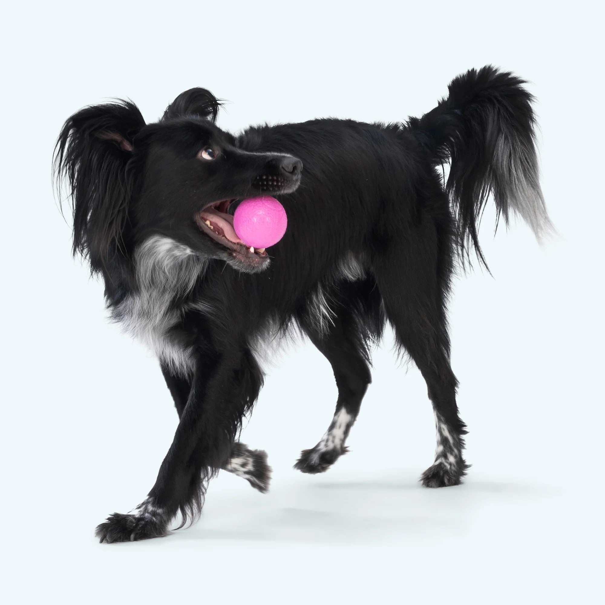 Boundr Glow de West Paw® Tamaño Grande – Pelota Squishy que Brilla en la Oscuridad para Perros
