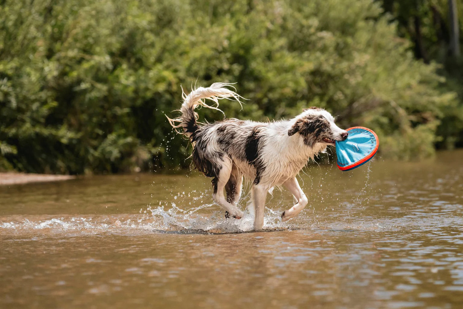 Disco Flotante para Perros - Paraflight Flyer | Chuckit!®