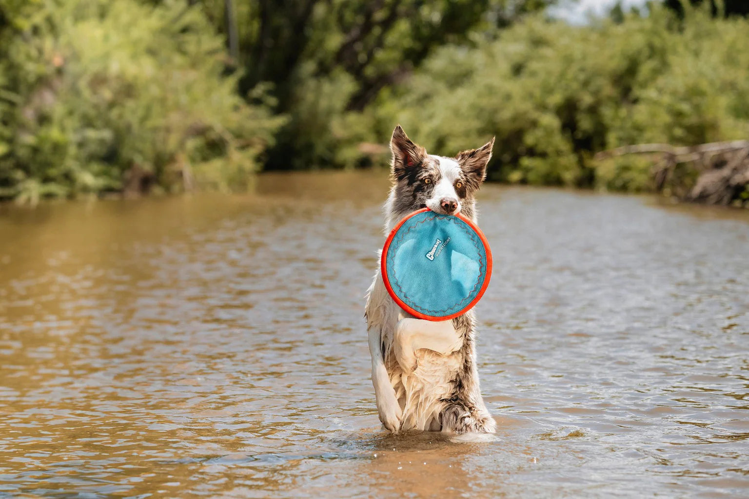 Disco Flotante para Perros - Paraflight Flyer | Chuckit!®