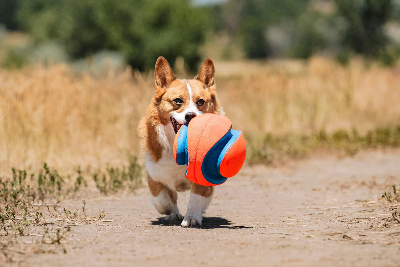 Juguete de Lanzar y Patear para Perros - Chuckit! Kick Fetch Dog Toy | Chuckit!®