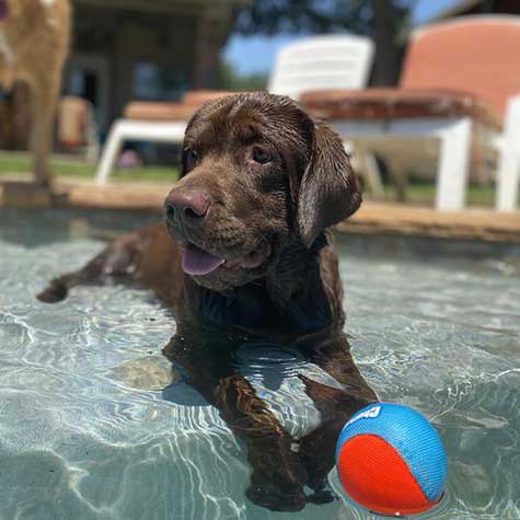 Pelota Flotante para Perros Medianos y Grandes - Amphibious Mega Ball | Chuckit!®