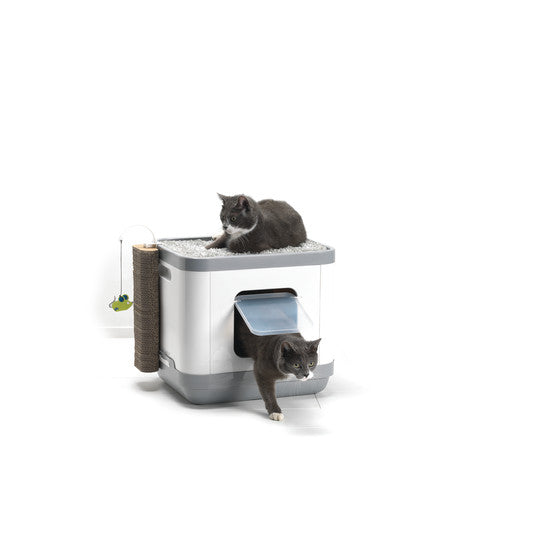 Cat Concept Moderna con dos gatos