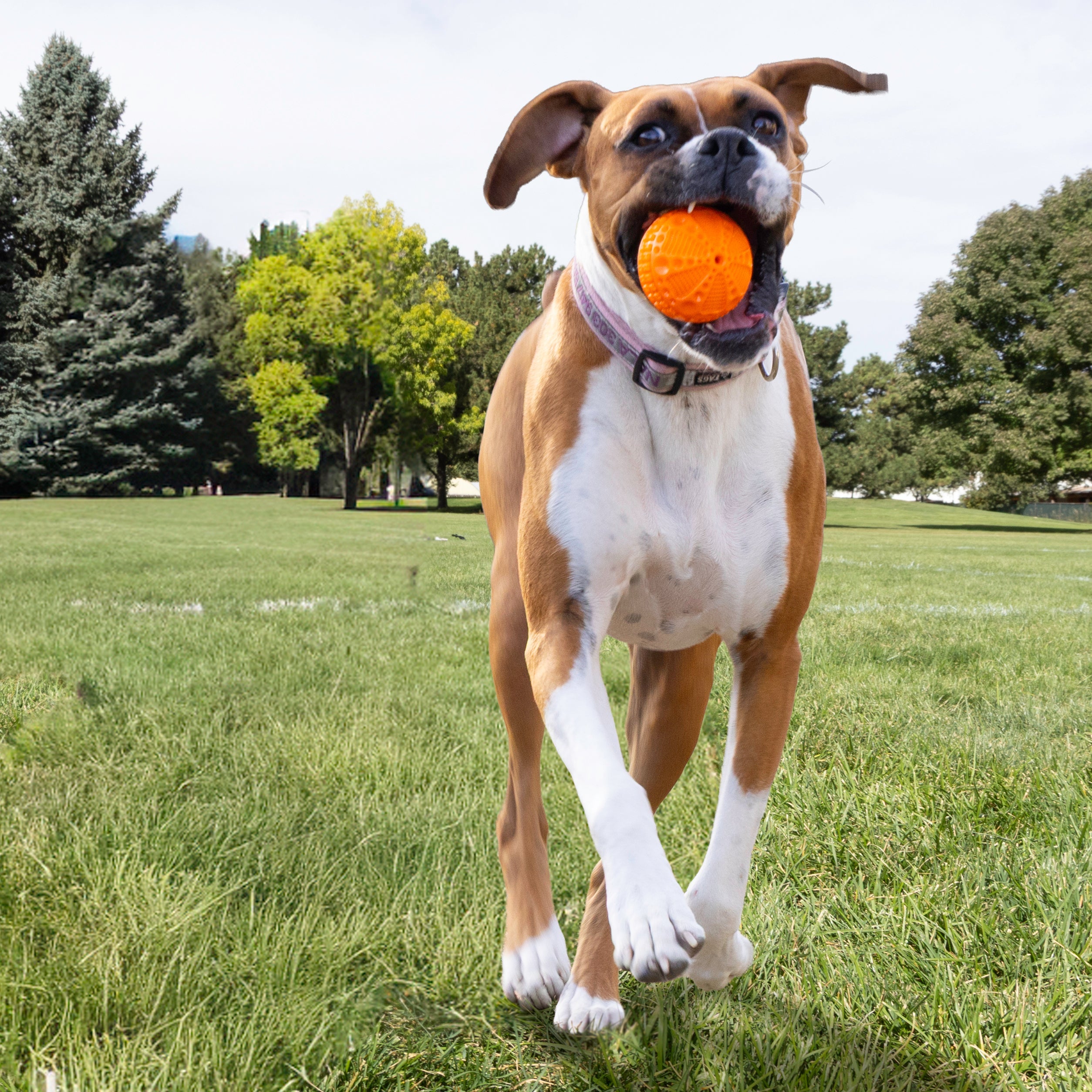 Perro jugando con la KONG CoreStrength Ball