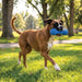 Perro jugando con la KONG CoreStrength Dumbbell
