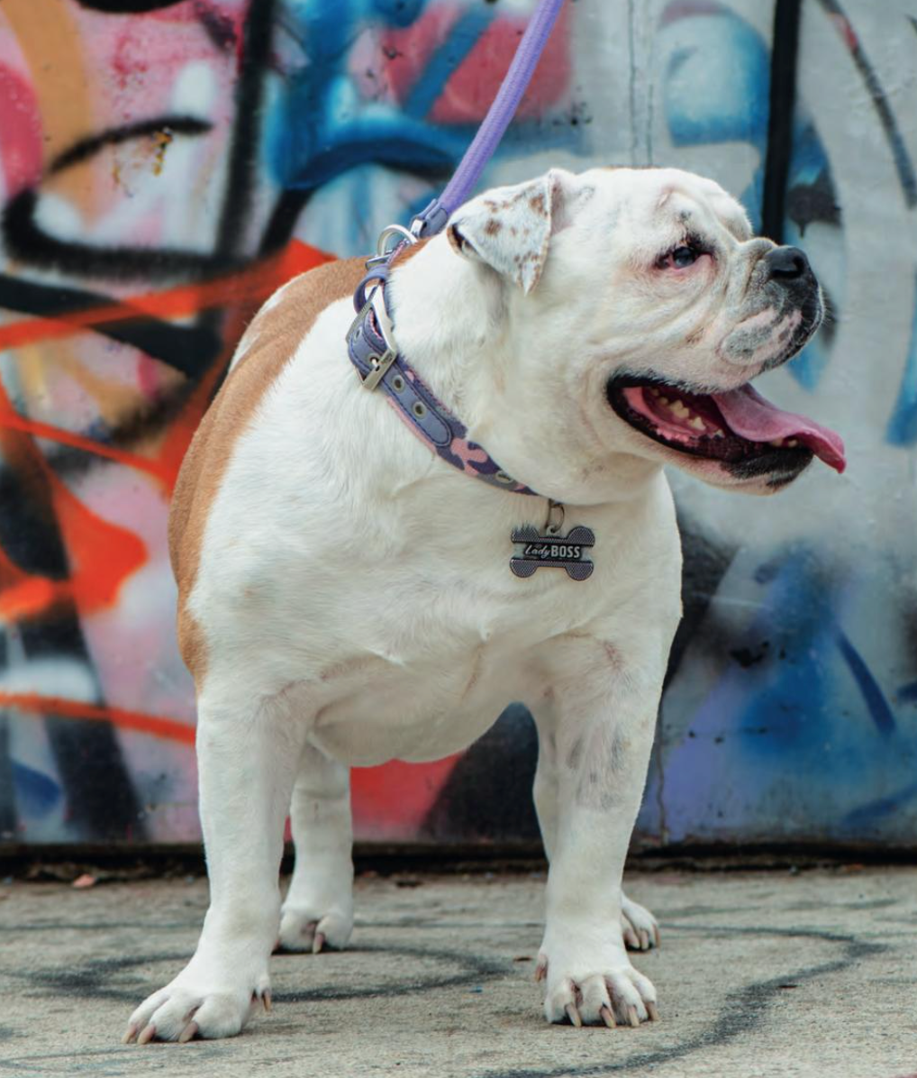 Placa ID Bronx Lady Boss Extra Grande en Forma de Hueso para Perros