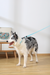 Pechera Step-In ORIGAMI Leafy Crease para Perro – Reflejante con Diseño Origami 