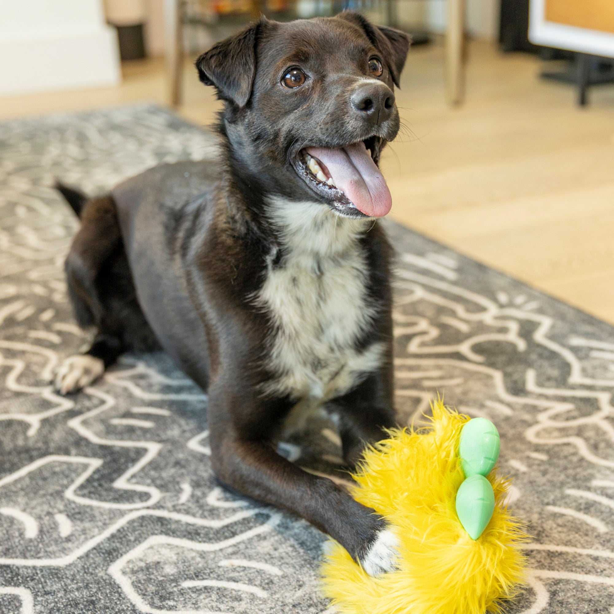Juguete ROLF para Perros con Peluche Reforzado y Zogoflex® - Verde Aqua (Seafoam) | ROWDIES de West Paw