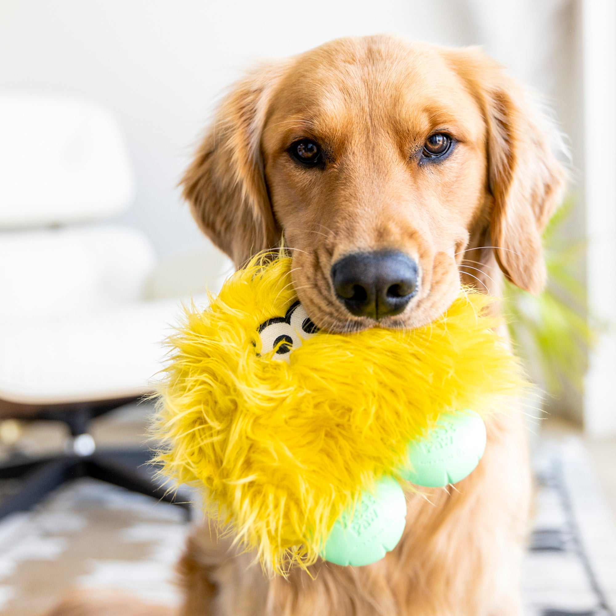 Juguete ROLF para Perros con Peluche Reforzado y Zogoflex® - Verde Aqua (Seafoam) | ROWDIES de West Paw