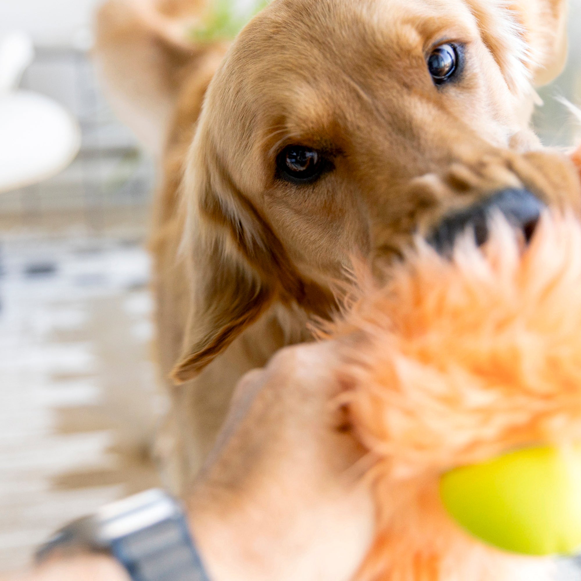 Juguete OLAF para Perros con Peluche Reforzado y Zogoflex® - Naranja Melón (Melon) | ROWDIES de West Paw