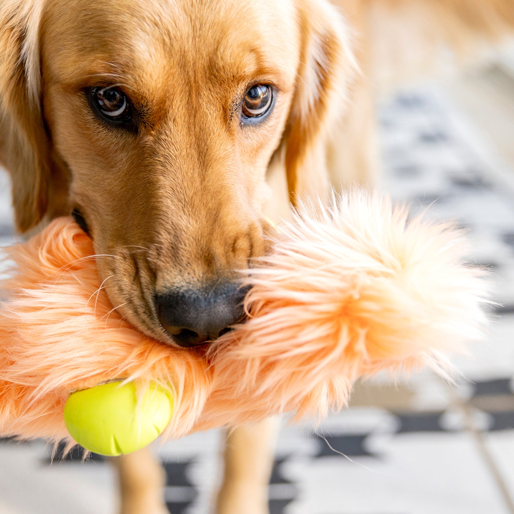 Juguete OLAF para Perros con Peluche Reforzado y Zogoflex® - Naranja Melón (Melon) | ROWDIES de West Paw