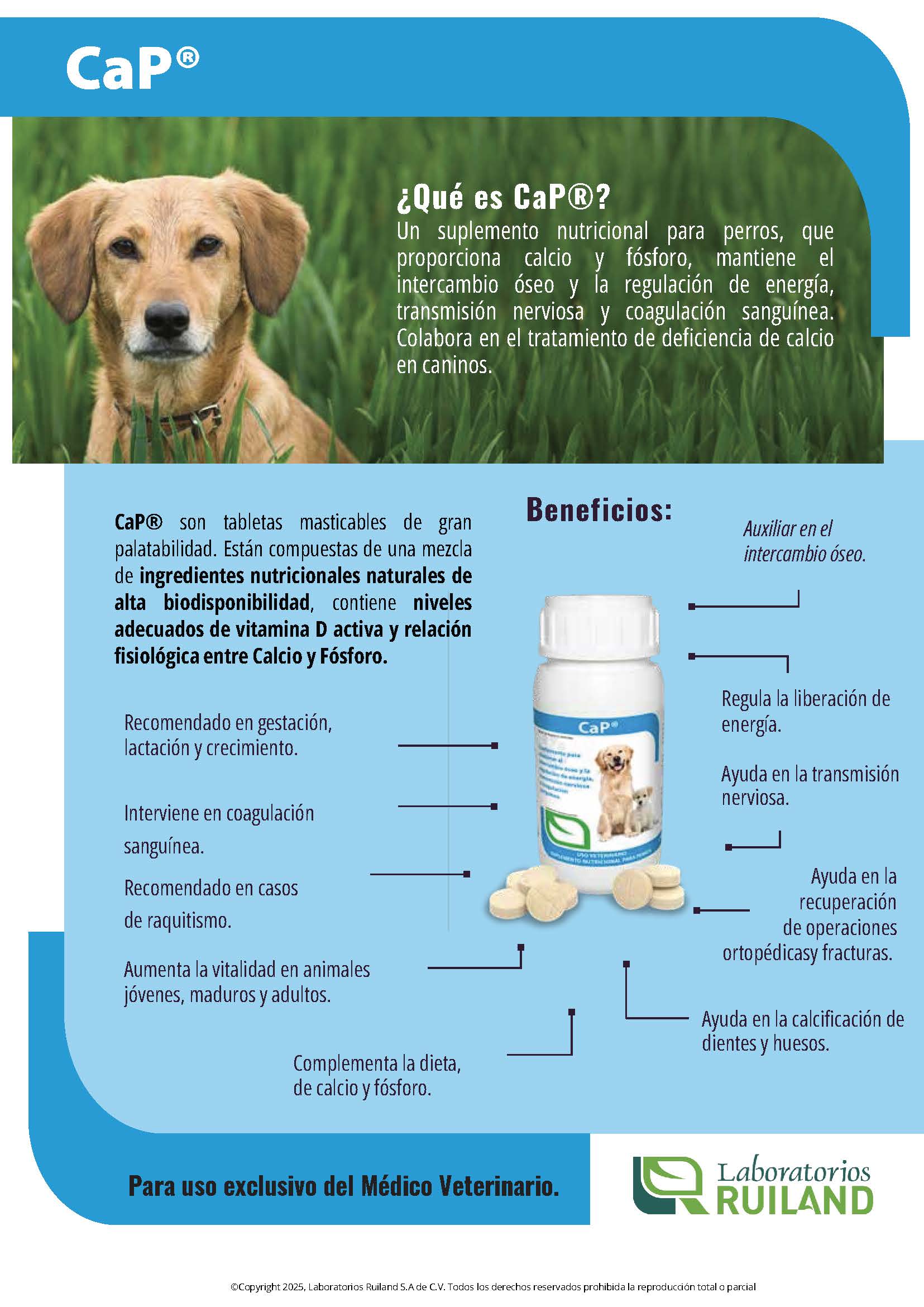 CaP® Tabletas Masticables para Perros – Suplemento de Calcio, Fósforo y Vitamina D | Ruiland
