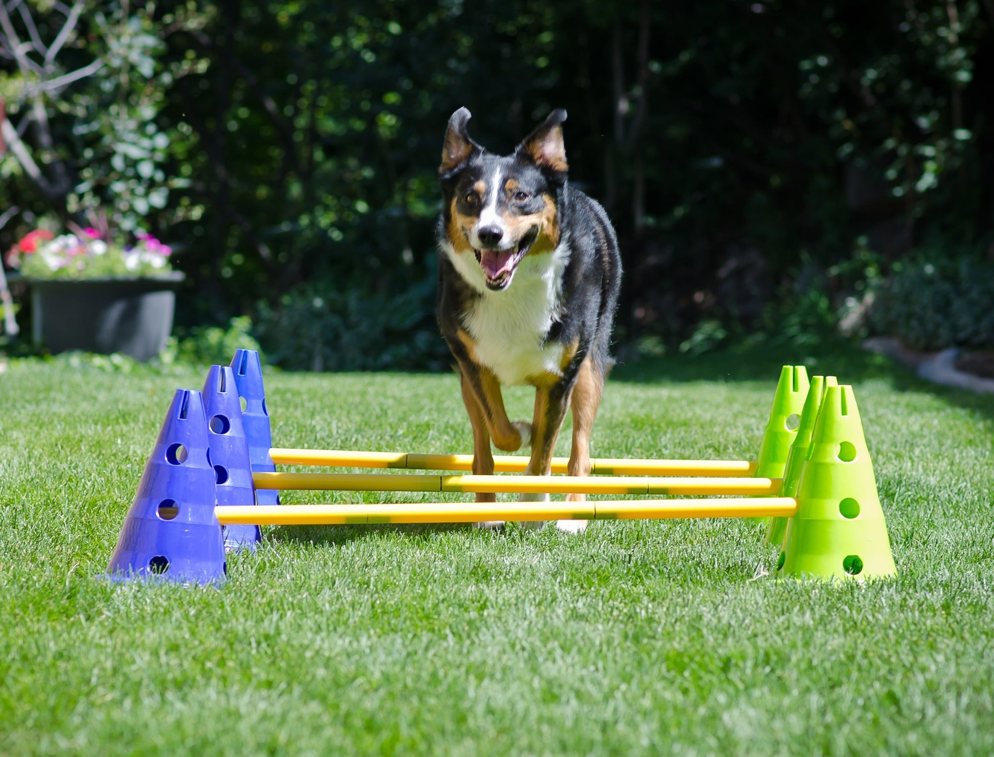 Set de Cavalettis Ajustables para Perros K9 Cavaletti Set - Azul (Blue) y Amarillo (Yellow) | FitPaws