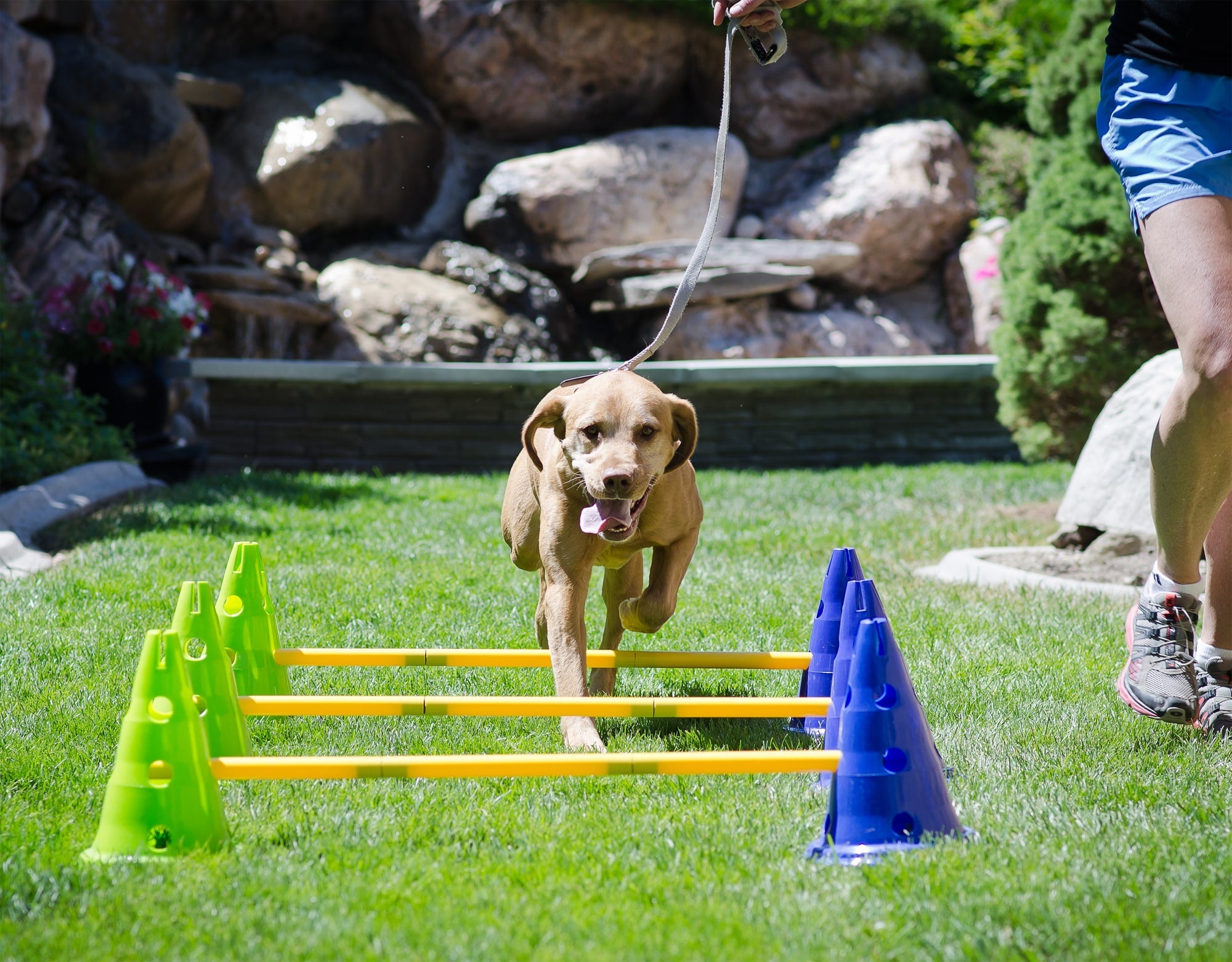 Set de Cavalettis Ajustables para Perros K9 Cavaletti Set - Azul (Blue) y Amarillo (Yellow) | FitPaws