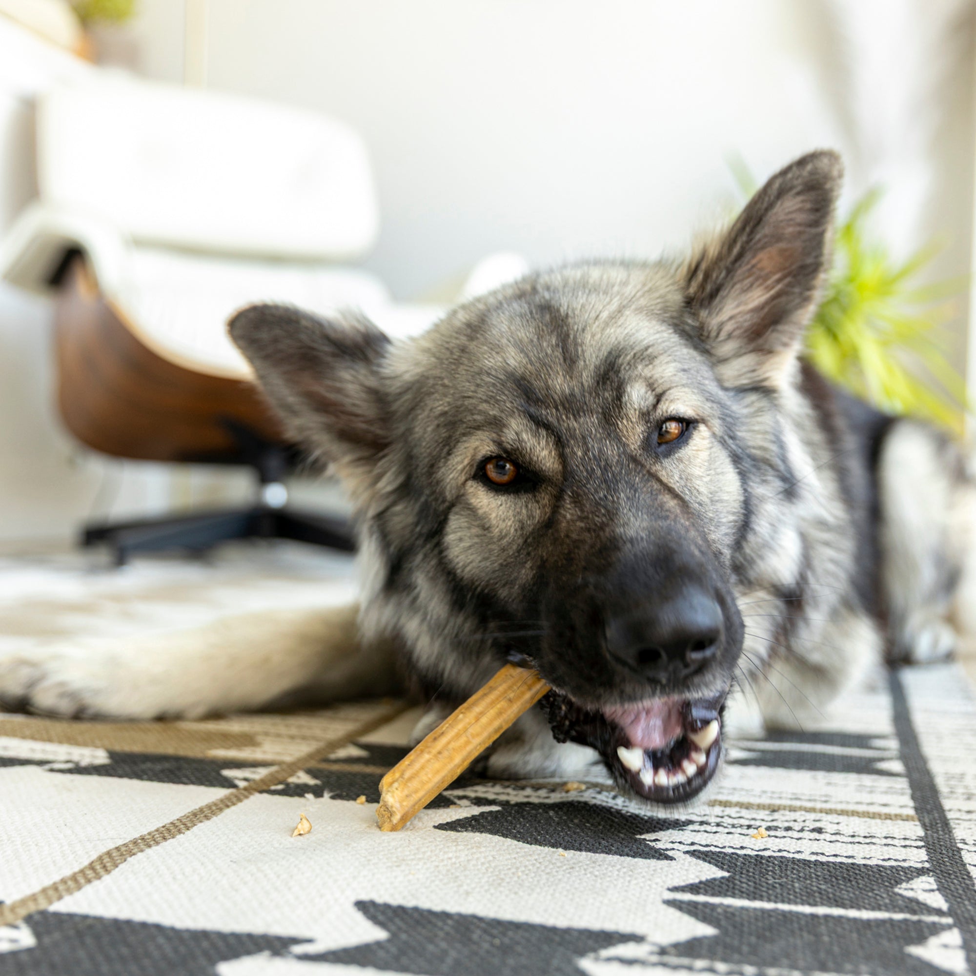 Natural Dental Sticks de West Paw® — Snacks Dentales Naturales para Qwizl