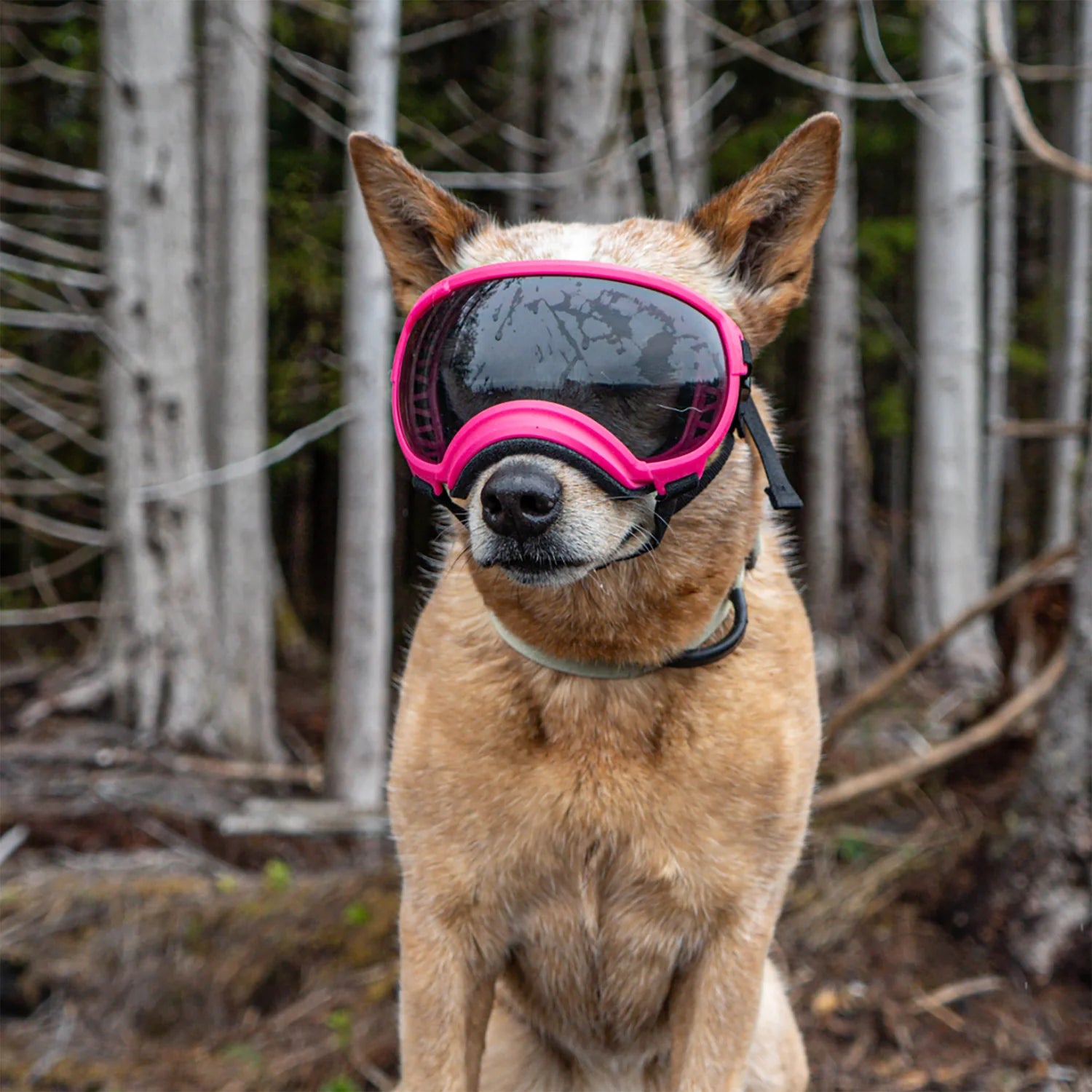 V2 Goggles Rex Specs - Lentes Para Perros Grandes de 18 a 38 kg