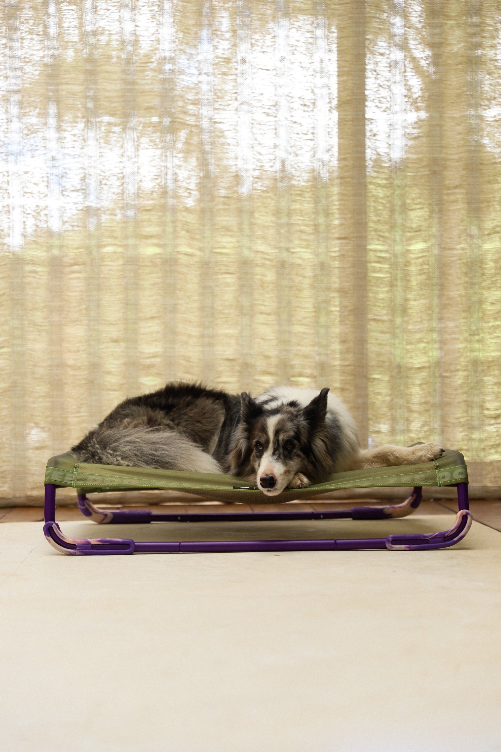 Cama Elevada Air.Bed para Perros – Verde (Green) | Zee.Dog