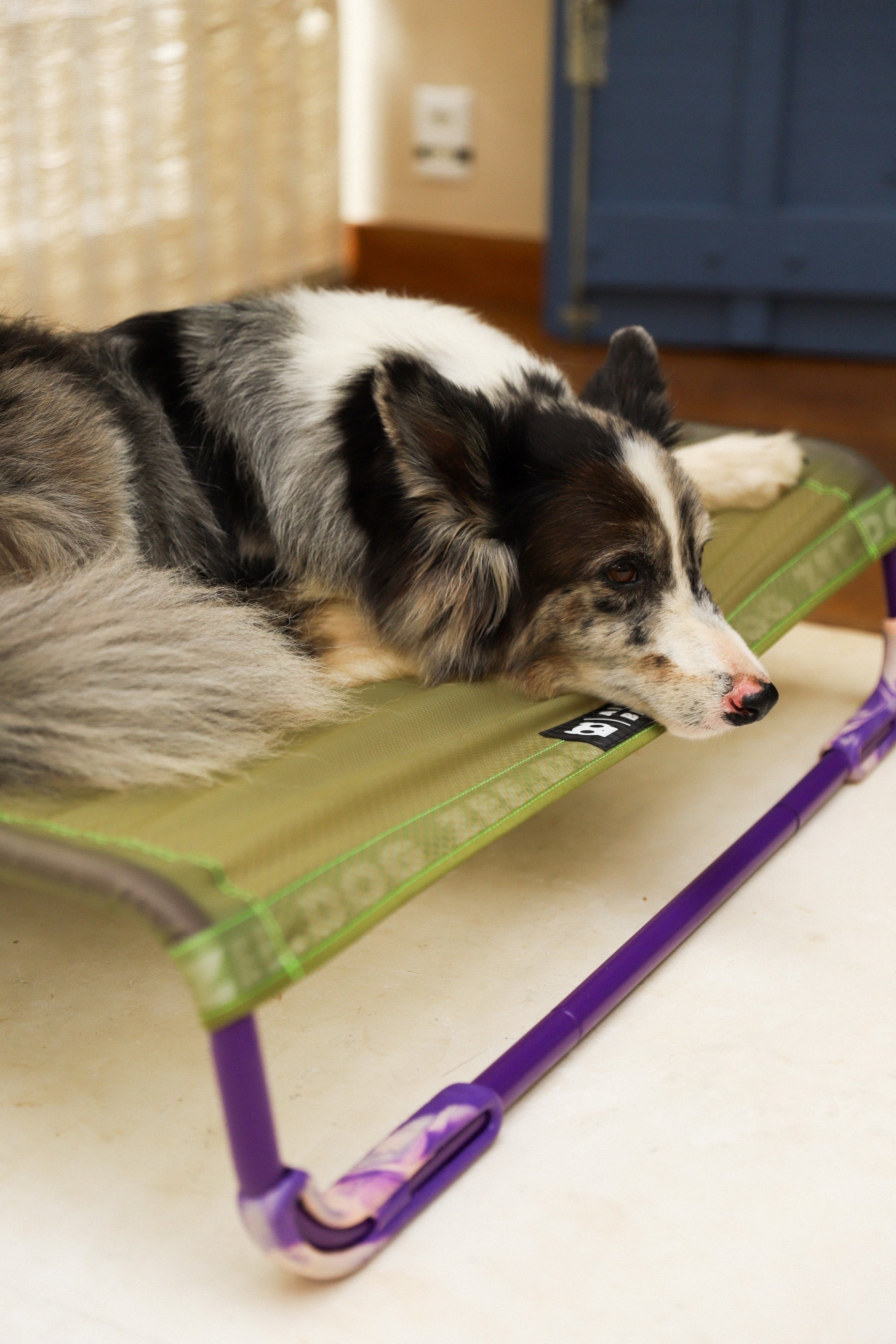Cama Elevada Air.Bed para Perros – Verde (Green) | Zee.Dog