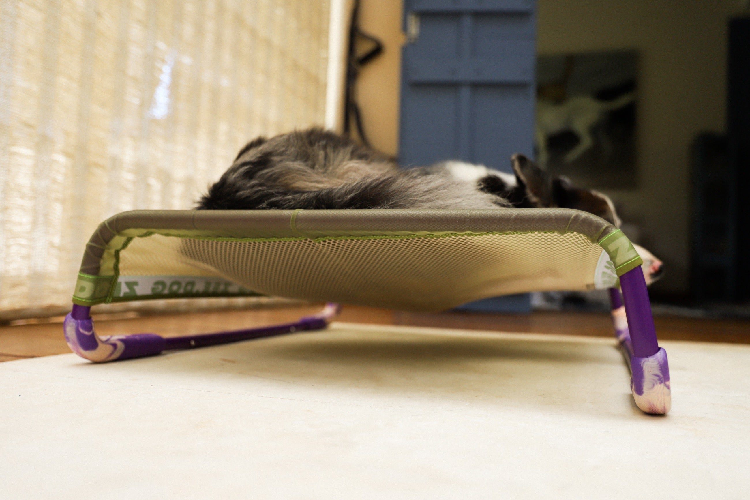 Cama Elevada Air.Bed para Perros – Verde (Green) | Zee.Dog