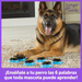 Botones Parlantes para Perros Essential Words: Set de 6 Palabras | Hunger for Words