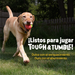 Dispensador de Premios para Perros Sandia Tough & Tumble | Brightkins