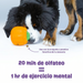 Dispensador de Premios para Perros Calabaza Tough & Tumble | Brightkins