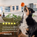Reseña de 5 estrellas de la Flyball de Woof
