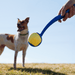 Perro esperando la Flyball lanzada con un lanzador de pelotas