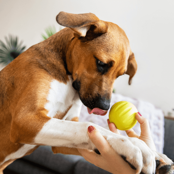 Perro olfateando la Flyball para sacar los premios