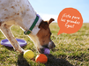 Perro jugando con la Flyball en el pasto
