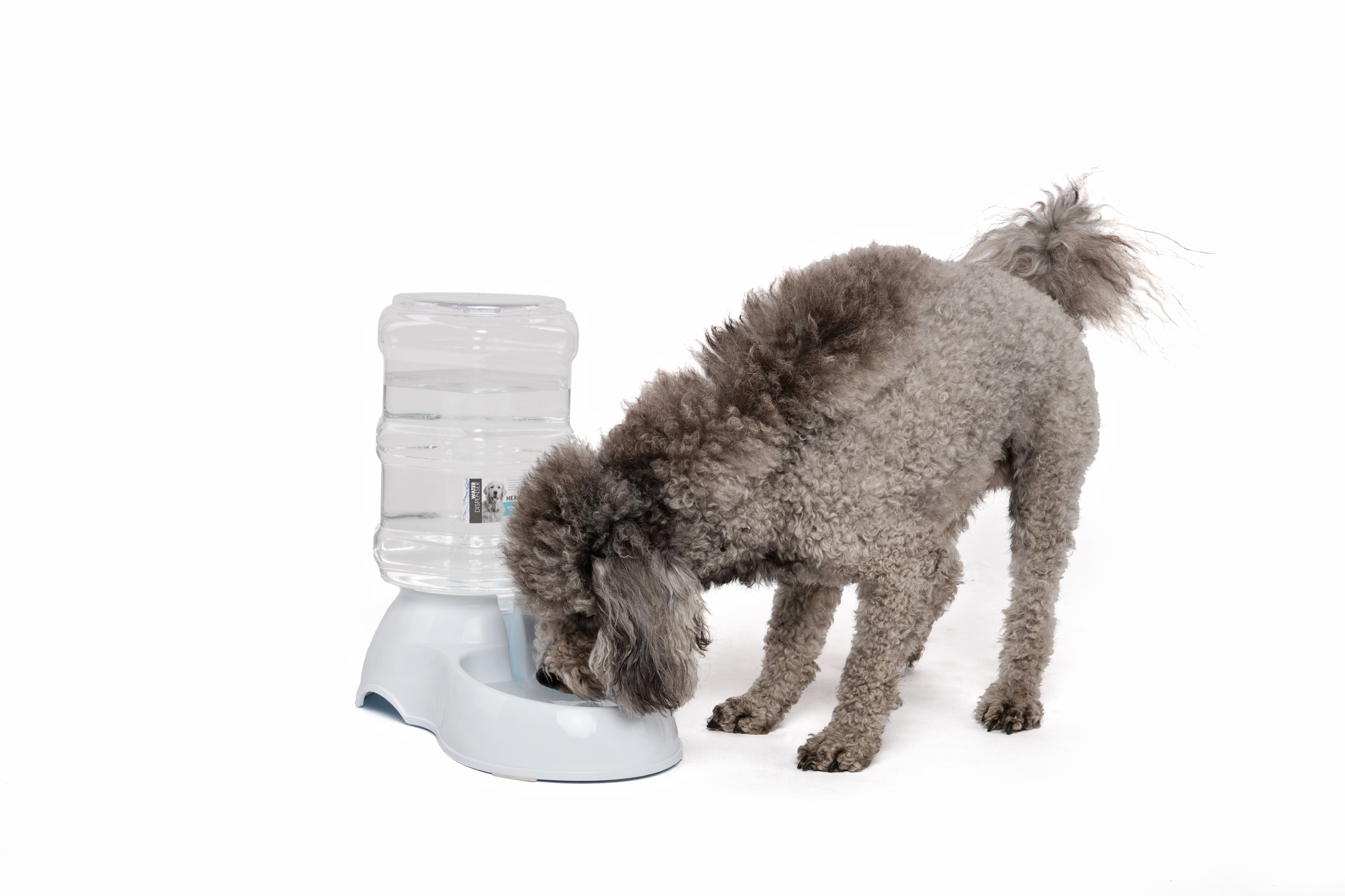 Dispensador de Agua por Gravedad SAONE para Perros y Gatos | M‑PETS®