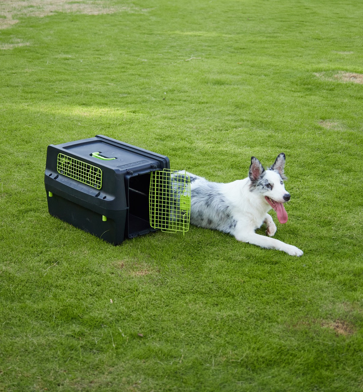 Transportadora PREMIUM ECO TREK para Perros - Negra con Rejillas Metálicas (Black & Green) | M-PETS