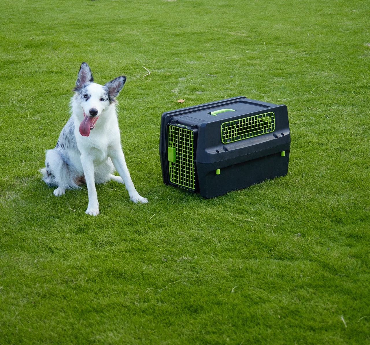 Transportadora PREMIUM ECO TREK para Perros - Negra con Rejillas Metálicas (Black & Green) | M-PETS