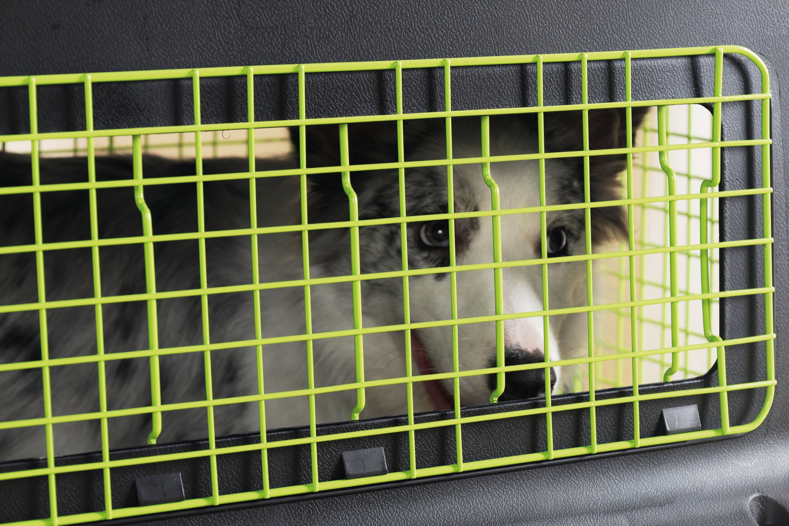 Transportadora PREMIUM ECO TREK para Perros - Negra con Rejillas Metálicas (Black & Green) | M-PETS