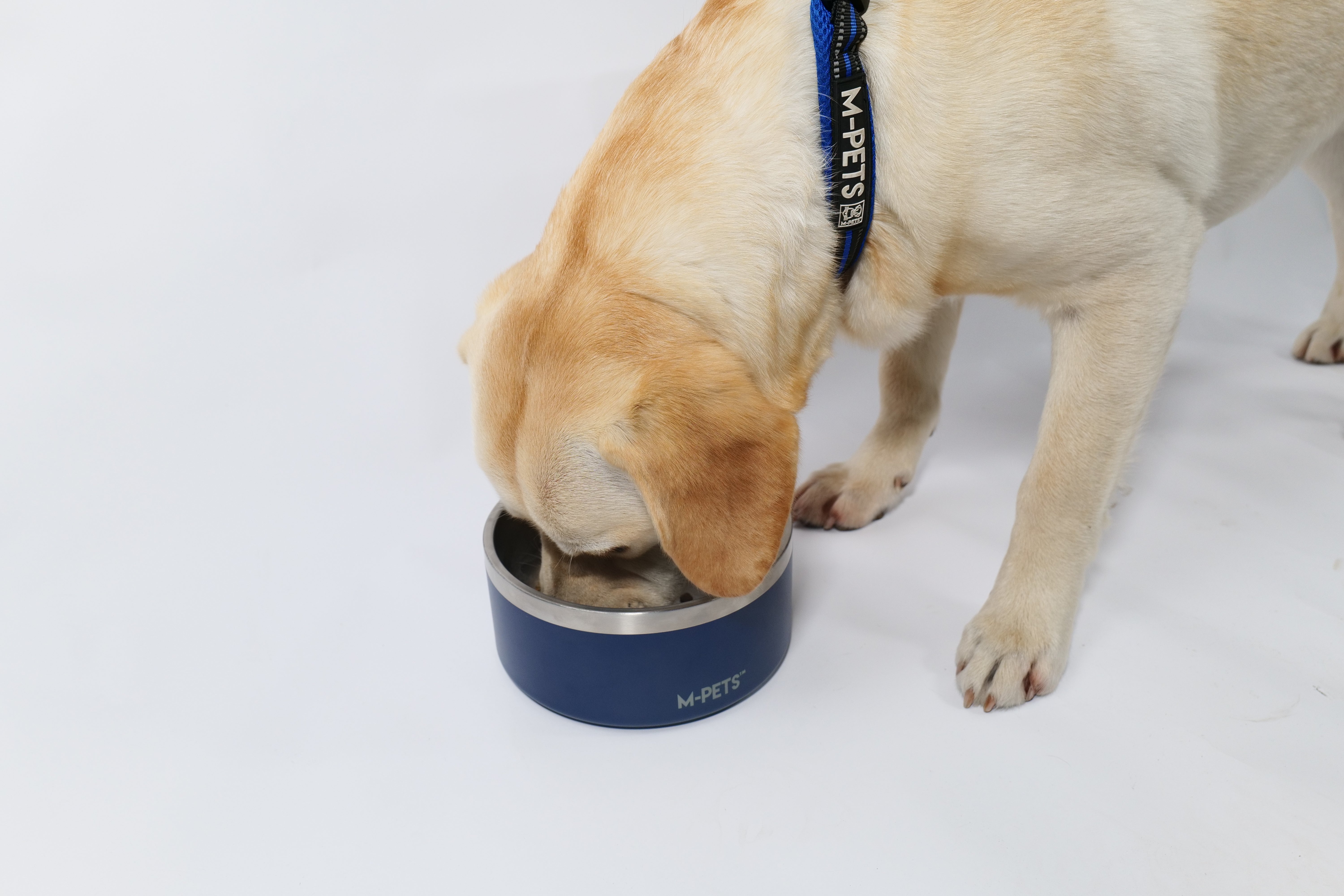 Bowl de Acero Inoxidable Doble Pared ESKIMO Azul para Perros y Gatos | M‑PETS®